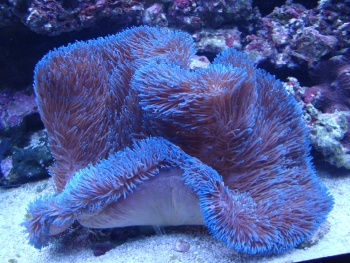  Stichodactyla gigantea (Gigantic Sea Anemone, Carpet Anemone)